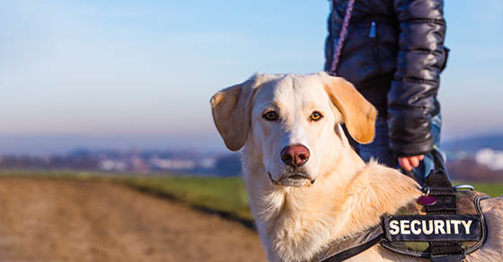 Business deductions for four-legged coworkers